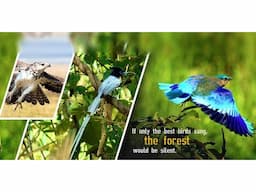 Best Luxury Hotels and Resorts in Jim Corbett National Park. - Image 1