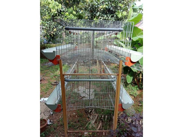 Hi-tech chicken cage