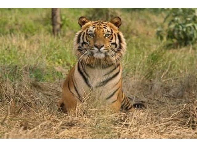 Delhi-corbett national park weekend tour