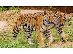 Delhi-corbett national park weekend tour - Image 2