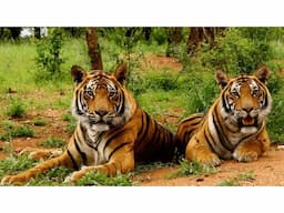 Delhi-corbett national park weekend tour - Image 3