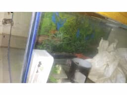 Fish Tank 3feet - Image 5