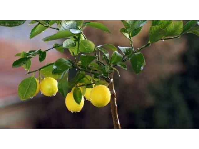 Plant Supplier in India