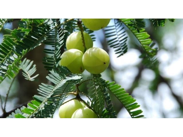 Plant Supplier in India