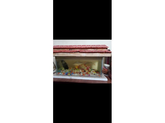 Fish tank full set