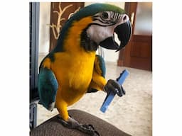 macaw parrots - Image 3
