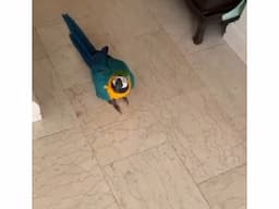 macaw parrots - Image 5