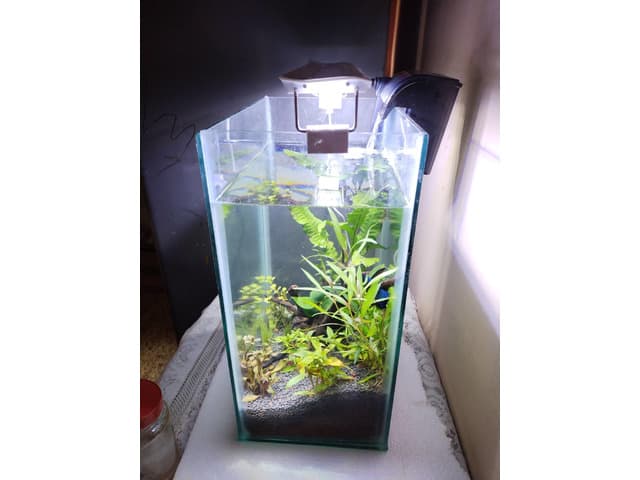 PLANTED AQUARIUM FOR SALE
