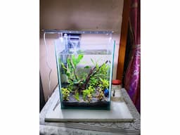 PLANTED AQUARIUM FOR SALE - Image 3