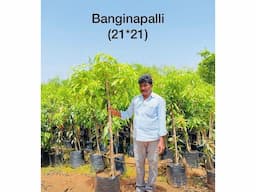 best Wholesale Plant suppliers - Image 1