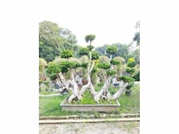 best Wholesale Plant suppliers - Image 2