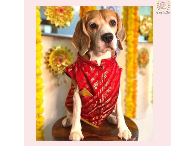 Wedding Indian Dog Sherwani