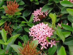 dji Osmo OSMO POCKET 2 Sports and Action Camera (Black, 64 MP) - Image 5