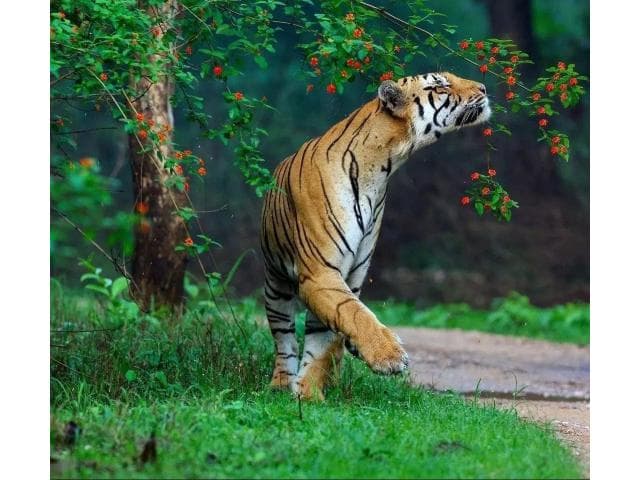 Safari Timing in Pench