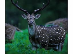 Safari Timing in Pench - Image 2