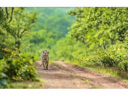 Safari Timing in Pench - Image 3