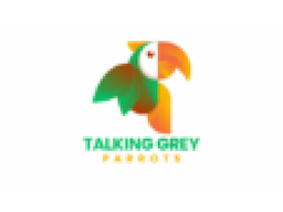 Parrots for Sale  | Where to buy a Parrot near Me 2024-2025 - Image 1