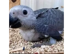 Parrots for Sale  | Where to buy a Parrot near Me 2024-2025 - Image 2