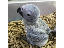 Parrots for Sale  | Where to buy a Parrot near Me 2024-2025 - Image 3