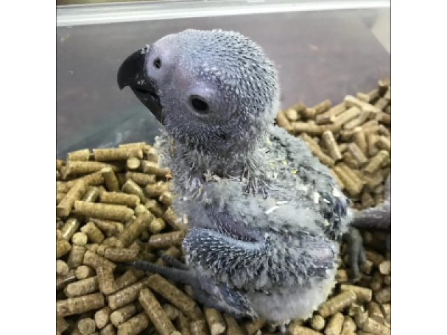 Parrots for SalWhere to buy a Parrot near Me 2024-2025