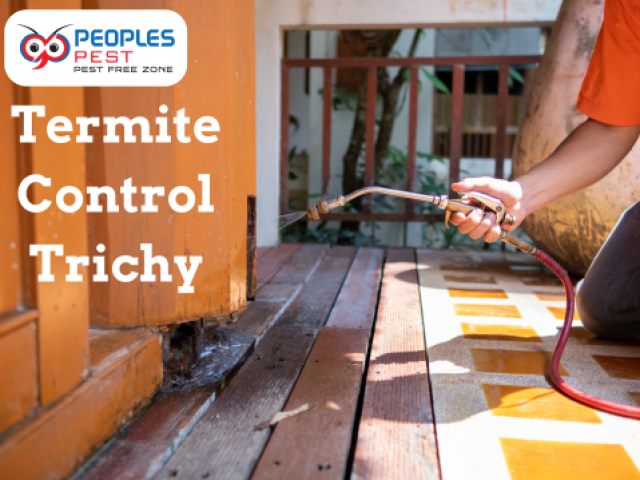 Termite Pest Control Service in Trichy