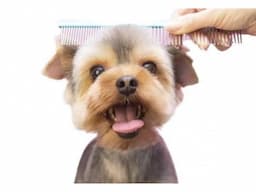 Online Vet Consultation - ThePetNest - Image 1