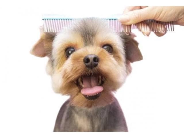 Online Vet Consultation - ThePetNest