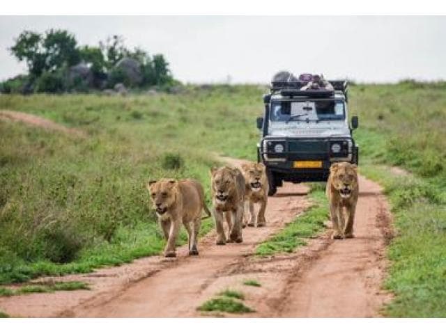Evening Desert Safari Sharjah: A Magical Sunset Adventure